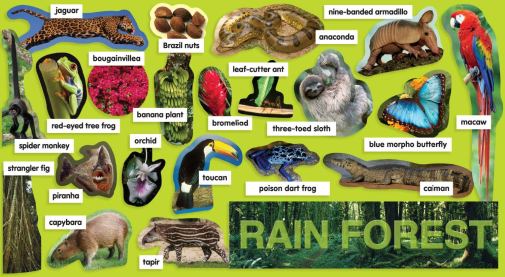 Here Are Our Lists Of Jungle Animals – lovelyanimals